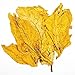 havanah GOLD TOBACCO *SMOOTH*10 SEEDS*Very rare*