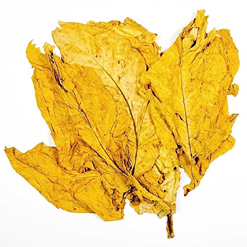 havanah GOLD TOBACCO *SMOOTH*10 SEEDS*Very rare* havanah GOLD TOBACCO *SMOOTH*10 SEEDS*Very rare*