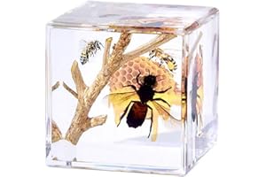 LimiChrys Insects' Cubic Scope, Real Insect Collection, Resin Bug Specimen, Biology Scientific Educational Display, Crystal Cube Ornament, Nature Inspiration(Apis Dorsata)
