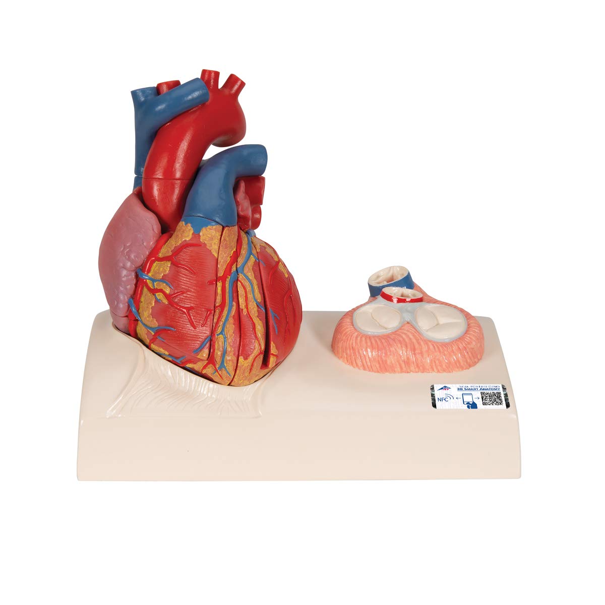 3B Scientific Human Anatomy - Heart Model on base, 5 Part + free anatomy software - 3B Smart Anatomy