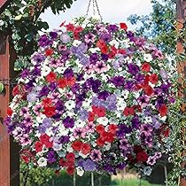♡ Petunia Vibrant Color to Your Garden with Perennial Hanging Petunia