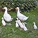 Accreate Simulation Duck Crafts Realistic Garden Resin Artificial Model Sculpture Decor Outdoor Statues