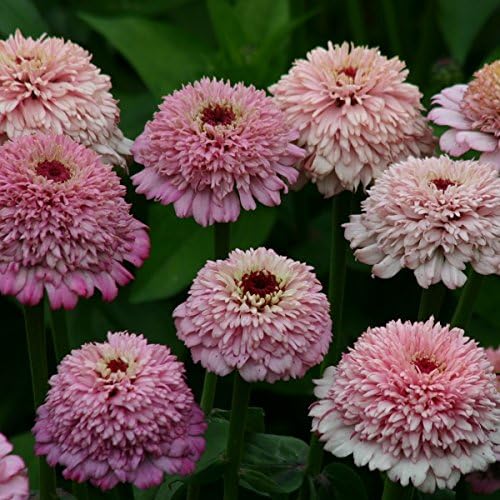 Kings Seeds - Zinnia, Zinderella Lilac - 20 Seeds