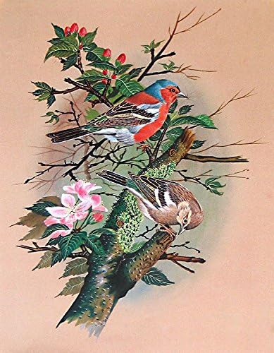 Amazon Dollsofindiaカラフルな鳥 ポスター 11 5 X 9 Cm 額なし アートフレーム ポスター オンライン通販