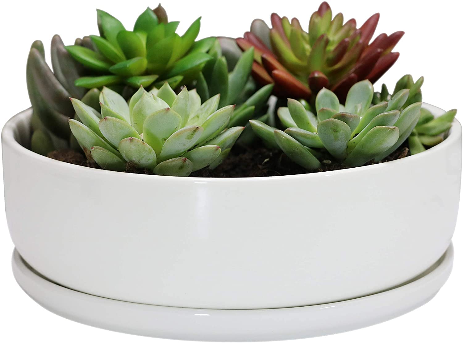 SQOWL 20cm White Round Ceramic Succulent Planter Pot Modern Flower Cactus herb Big Planter with Removable Saucer Indoor or Outdoor