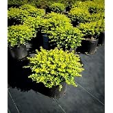 RedCrocus - RedCrocus Golden Helleri Japanese Holly Ilex crenata 'Golden Helleri' Evergreen Shrub, Compact, Bright Foliage, Low Maintenance, Garden &amp; Container Plant 3 Gallon