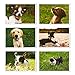 BEST PAPER GREETINGS 40 Pack Puppy Dog Postcards Bulk Set - All Occasion Assorted Blank Post Cards Greeting Bulk Box Set - 4 x 6 Inches Pet Postcards