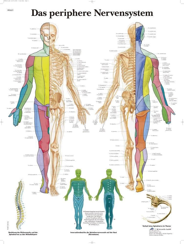 3B Scientific – Laminated Body Acupuncture Chart – UV & Dust-Protected Poster for Study, Teaching & Clinics