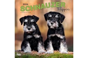 Schnauzer Puppies | 2026 12 x 24 Inch (Hanging) Monthly Square Wall Calendar | Plastic-Free | BrownTrout | Animals Dog Breeds Puppy