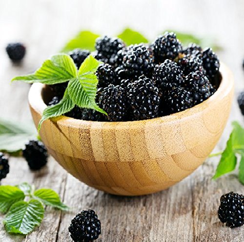 BLACKBERRY SAGE TYPE FRAGRANCE OIL - 4 OZ - FOR CANDLE & SOAP MAKING BY FRAGRANCEBUDDY - FREE S&H IN USA