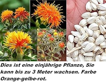 30x Saffron Plante Saff Lower Graines Huile Fleurs Fleur