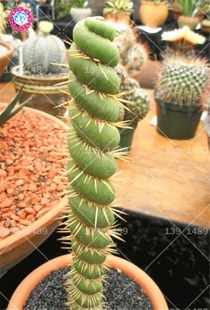 ScoutSeed 100 plantas suculentas de cactus raros reales en ...