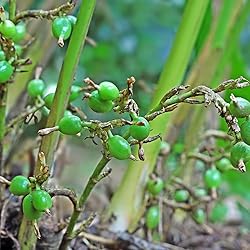 Aromatics International Pure Organic Cardamom