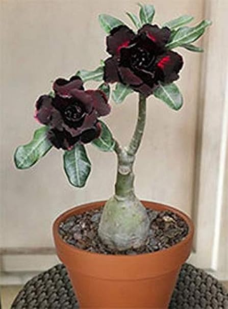Creative Farmer Flower Live Plant Bonsai Rare Plants Beautiful Adenium Dessert Rose Garden Exotic (1 Live Bonsai Plant) (PLANT-93-ADENIUM820ll@)