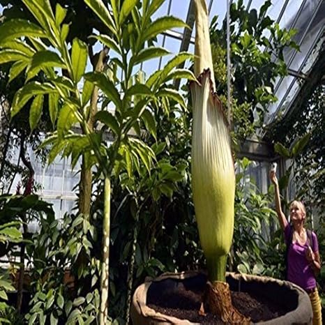 Amazon Co Jp 白鳥の巨大な熱帯熱帯雨林地域 タイタンのみょうばんの花の種子の鉢植え盆栽ガーデンコートヤード50ピースの紹介