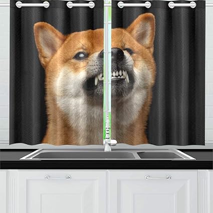 Amazoncom Jtmoving Aggressive Portrait Growls Shiba Inu