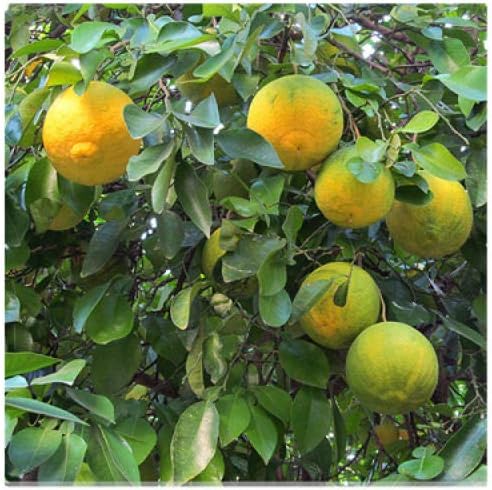 Semillas De Arboles Frutales Cuatro Estaciones Facil De Vivir Fruta De Alto Rendimiento Variedad De Semillas De Frutas En Macetas Semillas De Arboles Frutales De Cidra 300g Amazon Es Jardin