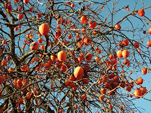 Persimmon Tree - Diospyros virginiana - Healthy Established Roots - One Trade Gallon - 1 Plant by Growers Solution - Thumbnail 2