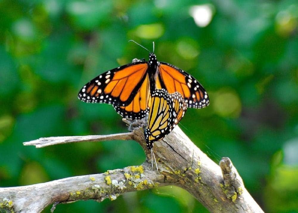 Monarch Butterfly is Mating-1000 Pieces of High-Quality Wooden Puzzles