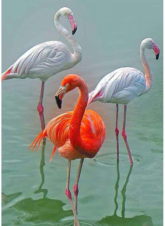 Amazon.com : DIY 5D Diamond Painting by Numbers Kits, Flamingo Animal
