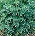 HEIRLOOM NON GMO Rue 100 seeds