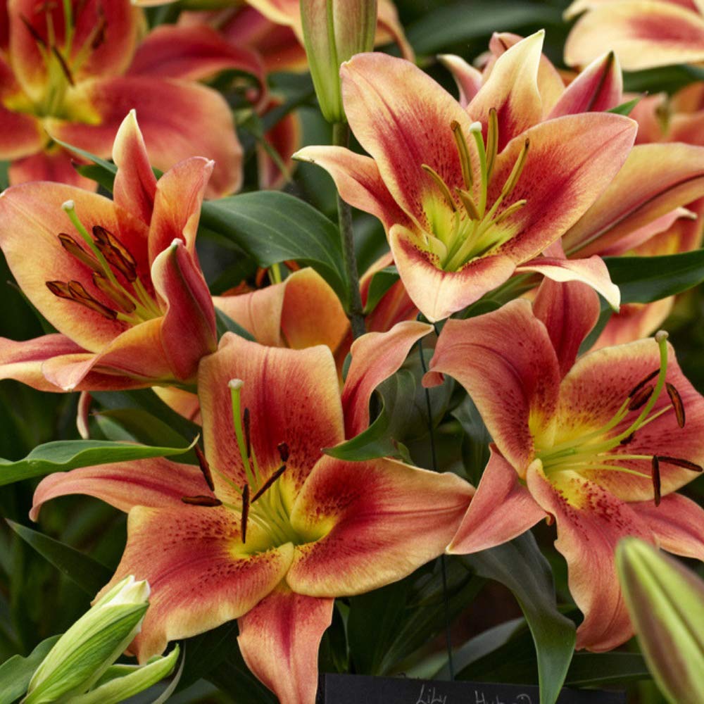 Montego Bay Oriental Lily Best Deal & Lowest Price | SuperOffers.com