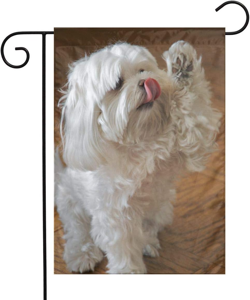cute maltese dog