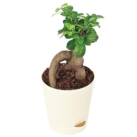 Ugaoo Ficus Bonsai Live Plant for Home Indoor with Self Watering Pot