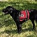 WORKINGSERVICEDOG.COM Emotional Support Animal Tag | Clips Onto Vest, Harness, Collar, Leash or Carrier | Includes Five ESA Informational Cards