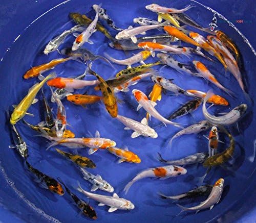 Blue Ridge Live Koi Fish Standard Fin - Garden Pond, Aquarium and Tank, Healthy and Bio-Secure - Grade A