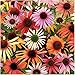 Package of 20 Seeds, Coneflower "Rainbow Mixture" (Echinacea x hybrida) Non-GMO Seeds by Seed Needs