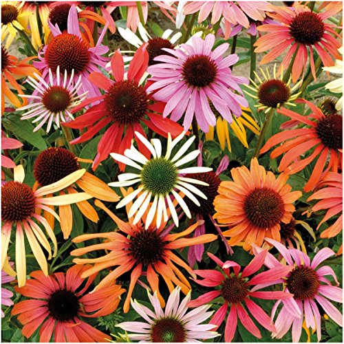 Package of 20 Seeds, Coneflower Package of 20 Seeds, Coneflower