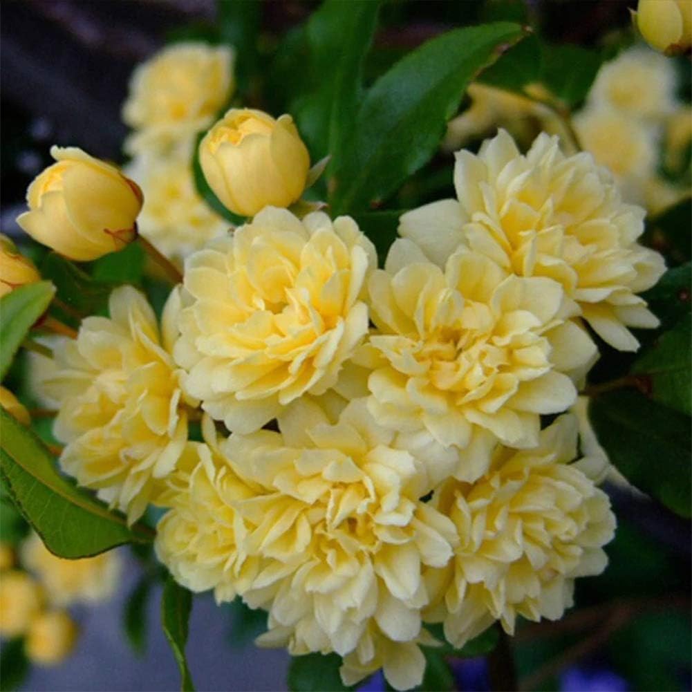 20PCS Jasmine Flower Seeds Fragrant Rare Climbing Plants Seedlings Perennial Ornamental Home Garden Wedding Party Decor