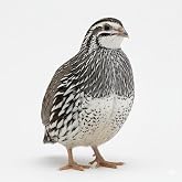 Undique Falb-Fee Quail Hatching Eggs (Count, 12)