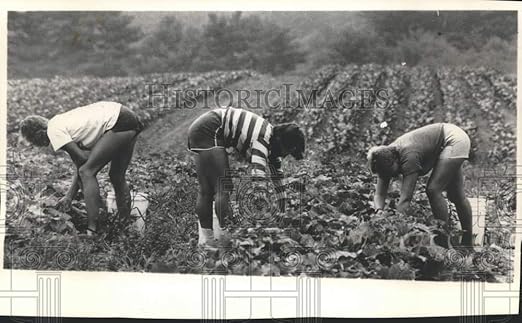 Amazon Com Vintage Photos 1983 Farm Workers On The Turtle Family