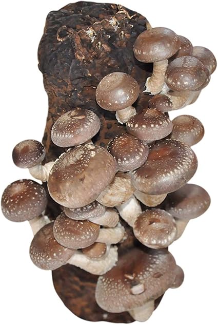 Kit Cultiver Des Champignons Bio Pleurotes Blanc Le Kit Champignon Kit De Pleurotes 40cm 16cm 40cm 16cm Amazon Fr Jardin