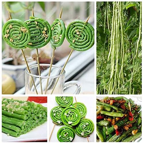 Pinkdose 100 Unids/Bolsa China Frijol Largo Vegetal Saludable ...