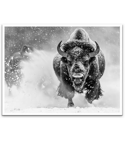 Amazon.com: Framed Canvas Print Wall Art Black White Bison Buffalo