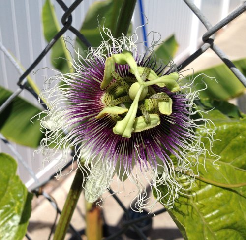 Passiflora Frederick Edible Purple Passion Flower Fruit Vine Live 