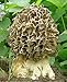 Morel Tolstonogo Mushroom (Morchella crassipes) Mycelium Spawn Dried Seeds (10g)