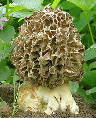 Morel Tolstonogo Mushroom (Morchella crassipes) Mycelium Spawn Dried Seeds (10g)