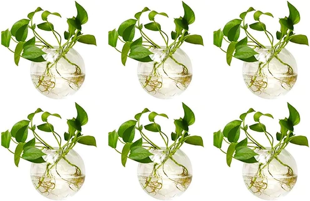 NUPTIO 6 Pcs Wall Hanging Glass Planters 10cm Diameter Round Glass Plant Pot