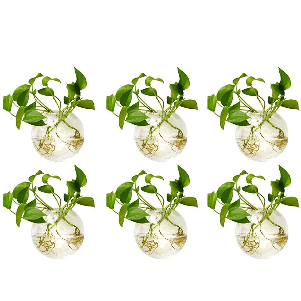 NUPTIO 6 Pcs Wall Hanging Glass Planters 10cm Diameter Round Glass Plant Pot - Water Planting Vases Air Flower Vase Plant Terrariums Plant Container