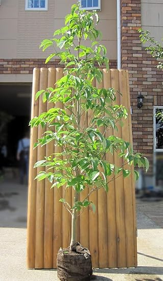 Amazon S4 アメリカヤマボウシ ハナミズキ 白花 樹高1 8m前後 露地苗 植木