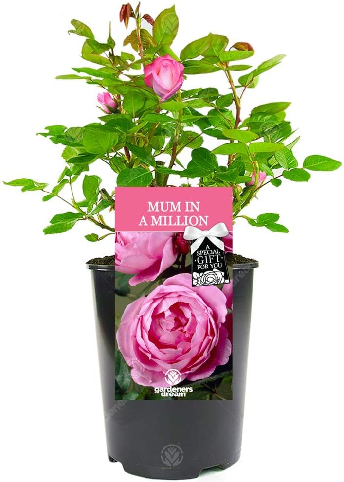 rose called mum in a million