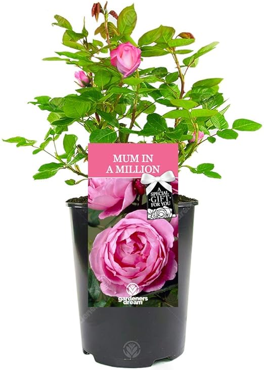 roses for mum
