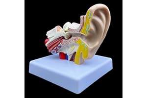 XINDAM 1.5X Enlarged Human Ear Model, Anatomically Accurate Ear Model Human Ear Anatomy for Science Classroom Study Display Teaching Medical Model