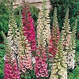 Outsidepride Foxglove Foxy - 5000 Seeds