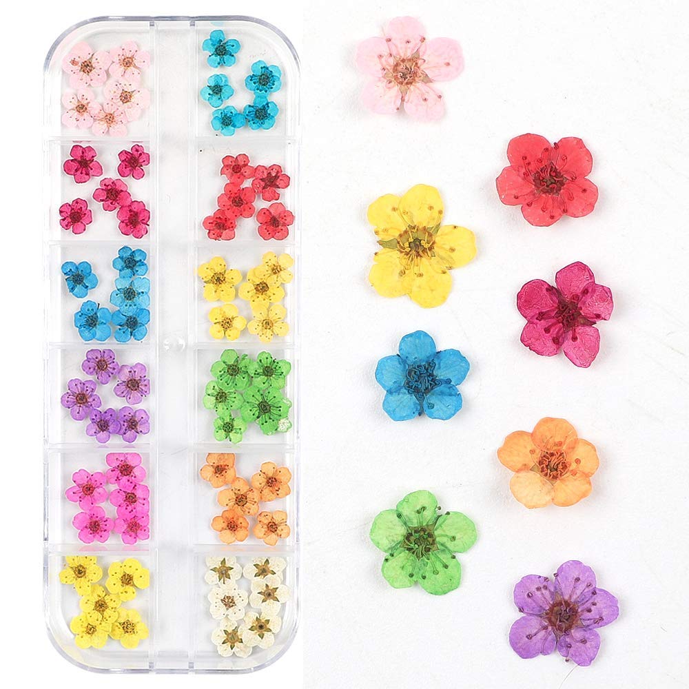 CHANGAR 3D Nail Art Dried Flowers Sticker 60 Five Petal Flower 12 Colours Natural Real Dry Flower Nail Art Decoration Beauty Nail Stickers for 3D Nail Art Acrylic UV Gel Tips(60 Flowers)