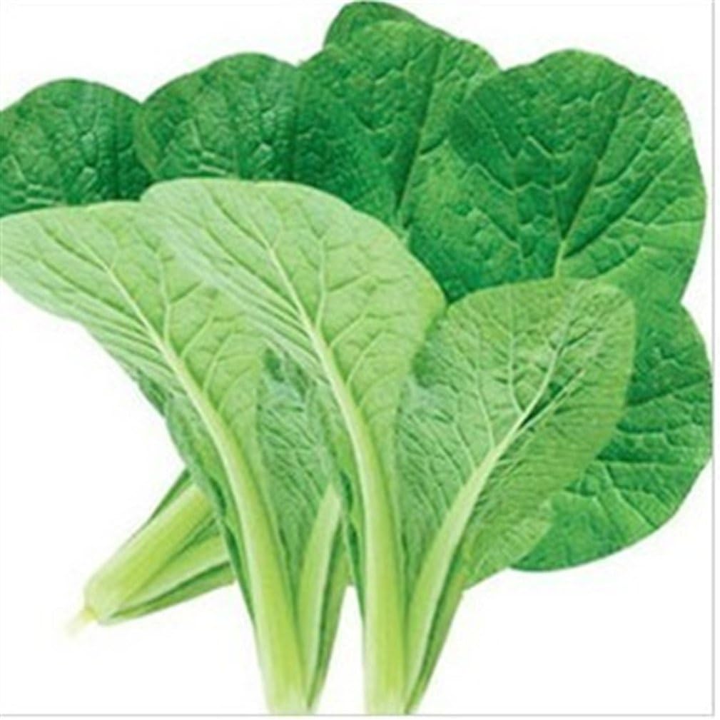 Vastravel Green Bok Choy Pak Choi Small Chinese White Cabbage Non-GMO 2000 Seeds